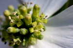 Flowering dogwood